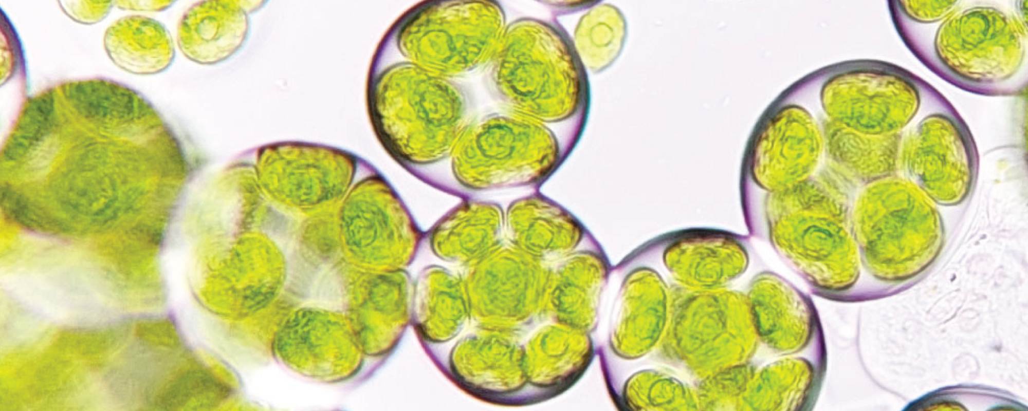 Water & Environmental Microbiology Proficiency Testing
