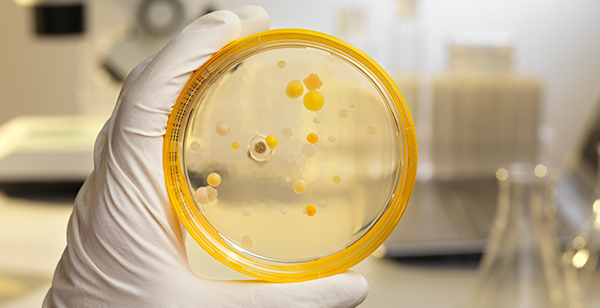 Organism Identification in Drinking Water Proficiency Test