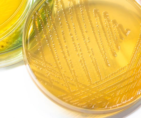 Fapas Microbiology